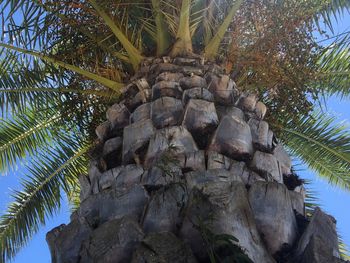 Low angle view of pine cones on tree