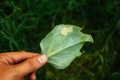 Close-up of hand holding leaf