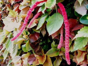 Full frame shot of multi colored leaves