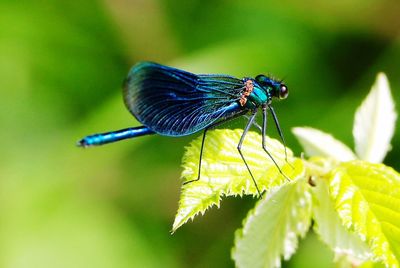 Close-up of insect on plant