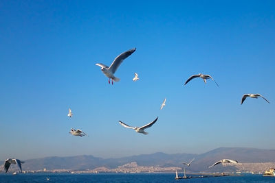 Seagulls flying over sea against blue sky