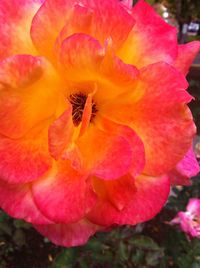 Close-up of pink flower