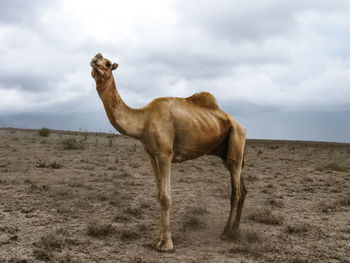 Horse standing in a field