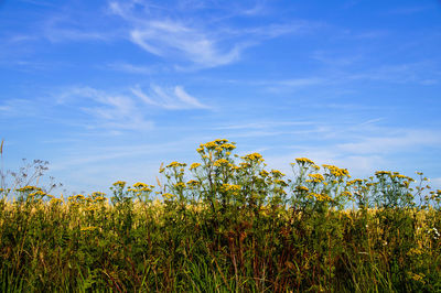 Plants growing on field against sky