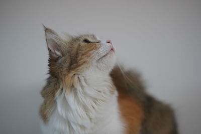 Close-up of a cat looking away