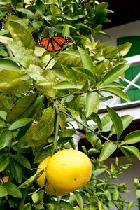 Close-up of lemon growing on tree