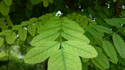 Close-up of leaves