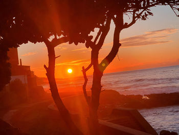 Silhouette trees on beach against sky during sunset