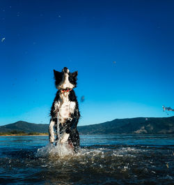 Border collie dog running in sea against blue sky