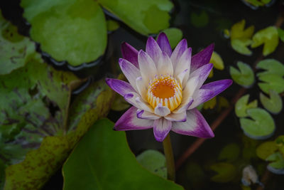 Close-up of lotus water lily in pond