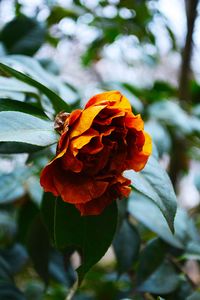 Close-up of red rose flower