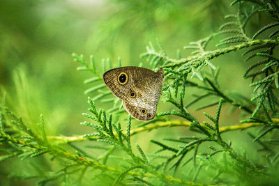 Close-up of butterfly on plant