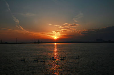 Scenic view of swans on river against sky during sunrise