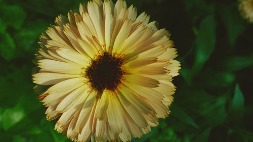 Close-up of yellow flower blooming in park