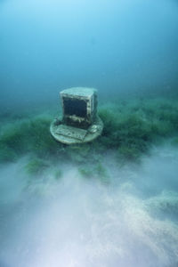 High angle view of coral in sea