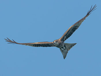 Low angle view of eagle flying against clear blue sky