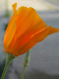 Close-up of flower blooming outdoors