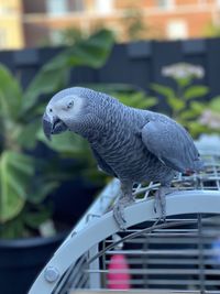 Close-up of parrot perching