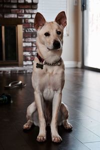 Portrait of dog sitting