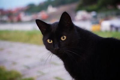 Close-up portrait of black cat