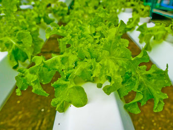 High angle view of green leaves on table