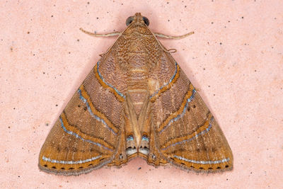 Close-up of butterfly on sand