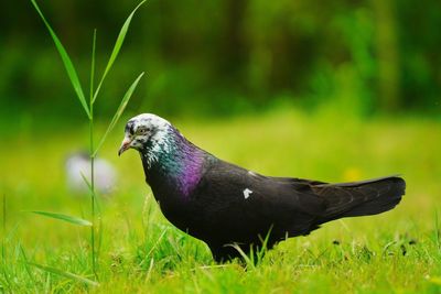 Close-up of a bird on grass