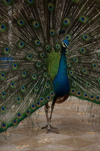 peacock