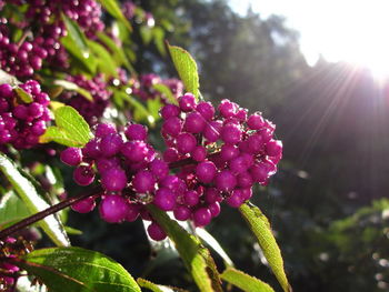 Close-up of pink flower