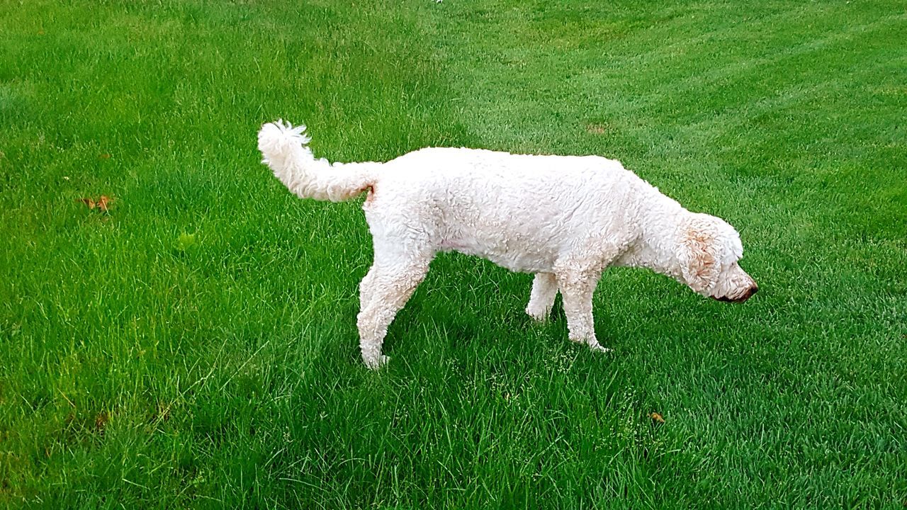 Will not cross line of grass in pursuit of taunting squirrel