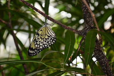 Close-up of butterfly on tree