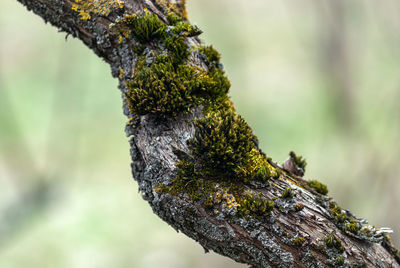 Close-up of lizard on tree trunk