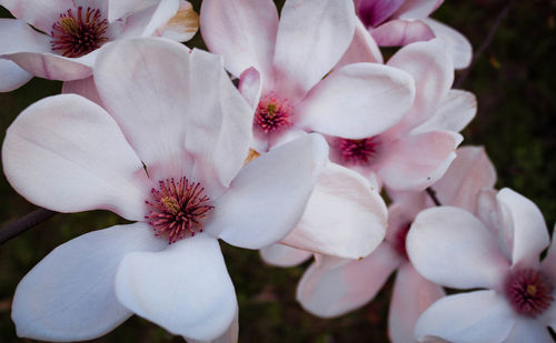 Close-up of white flowers blooming outdoors