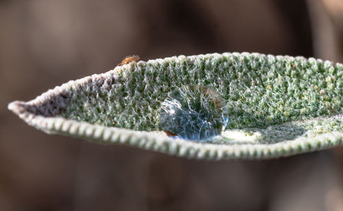 Close-up of bread on plant