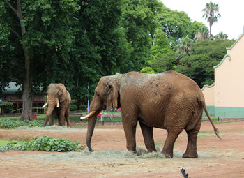 View of elephant standing against trees