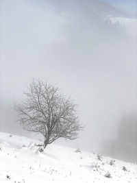 Bare tree on snow covered landscape