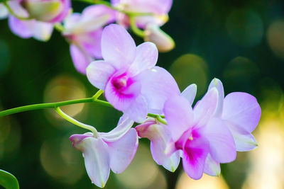 Close-up of pink flowering plant