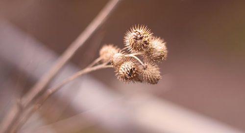 Close-up of flower against blurred background