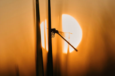 Close-up of silhouette insect against orange sunset sky