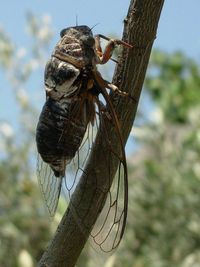 Close-up of butterfly perching on tree against sky