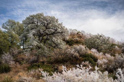 Scenic view of snow covered land against sky