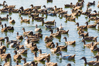 High angle view of ducks in lake