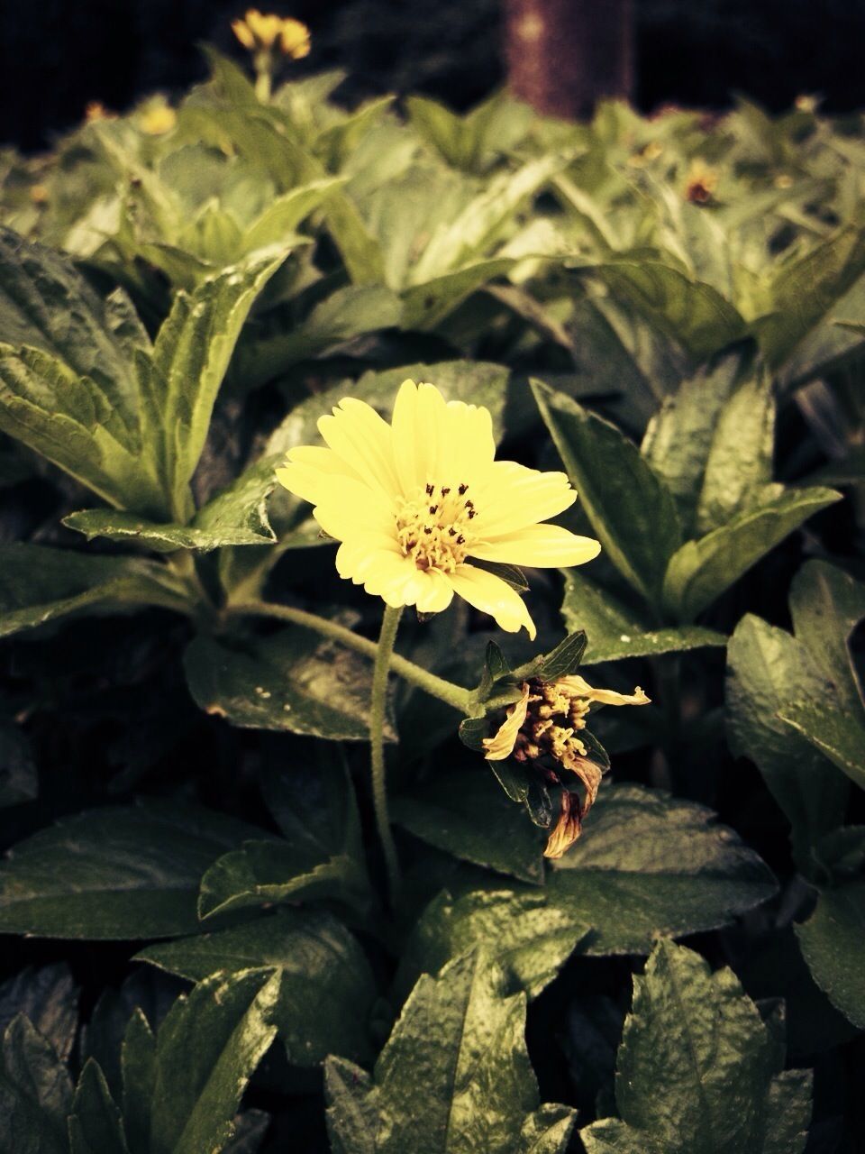 flower, petal, freshness, fragility, flower head, growth, leaf, beauty in nature, plant, yellow, blooming, nature, close-up, high angle view, field, single flower, in bloom, green color, focus on foreground, pollen