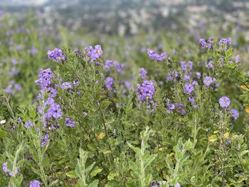 Close-up of purple flowering plants on field