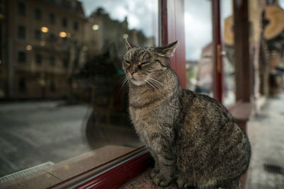 Cat with eyes closed sitting by door on footpath