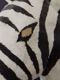 Close-up of zebra