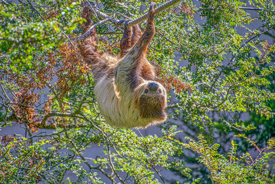 Low angle view of giraffe on tree
