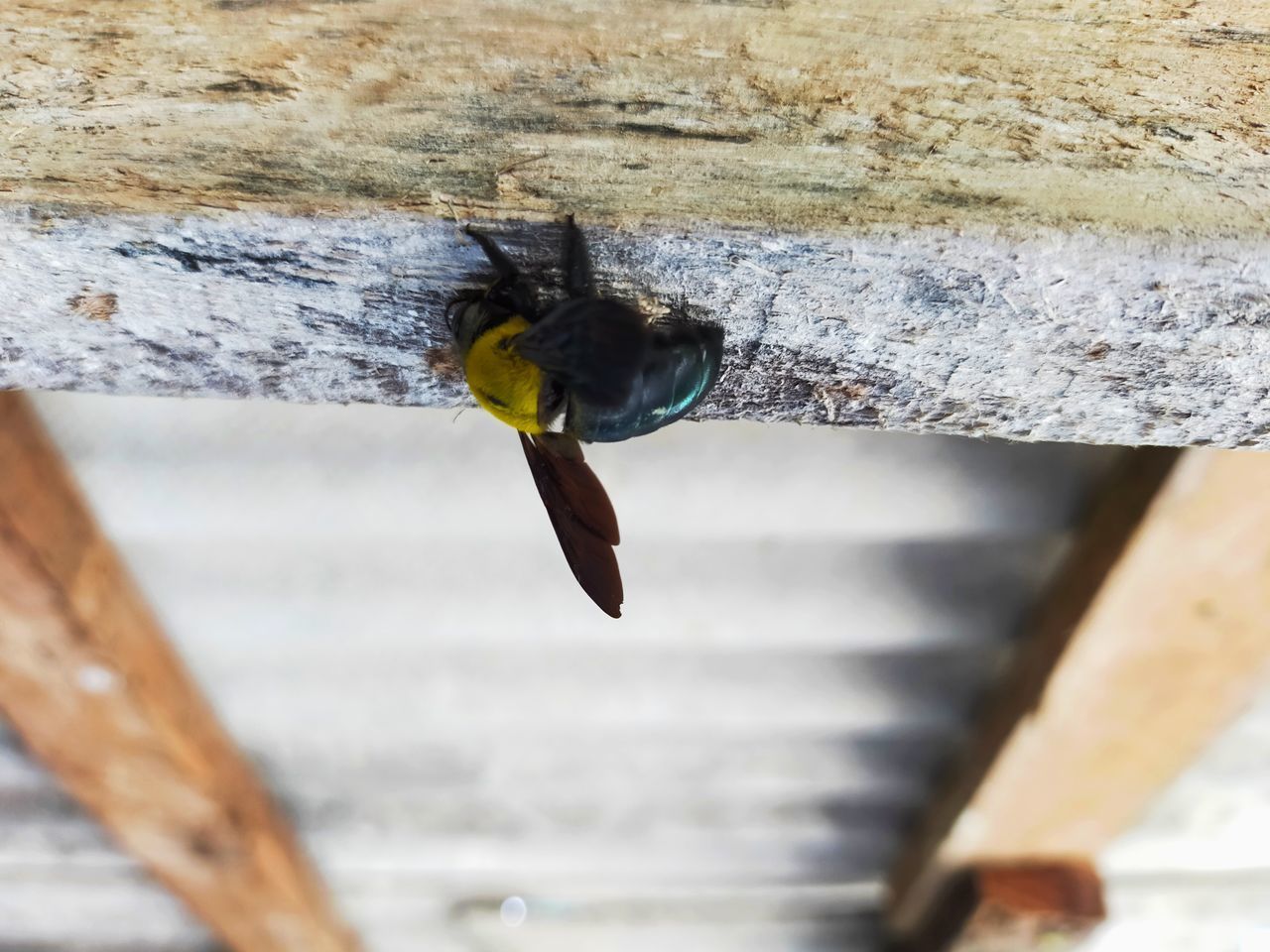 CLOSE-UP OF BEE FLYING IN A WOODEN