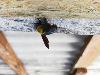 Close-up of bee flying over wood