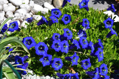 Close-up of purple flowering plants